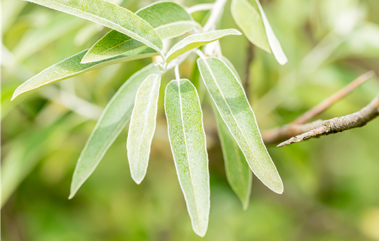 Elaeagnus angustifolia