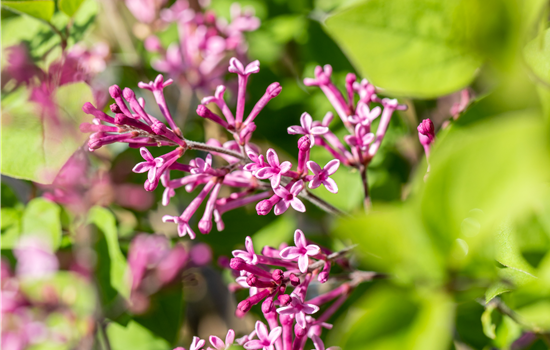 Syringa meyeri 'Lillifee'