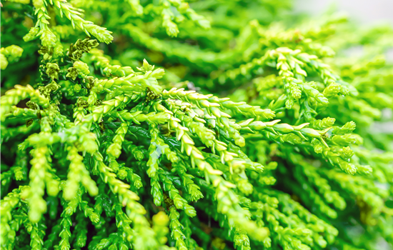 Chamaecyparis obtusa 'Gitte'