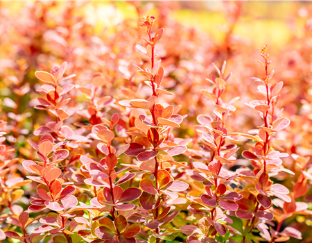 Berberis thunb. 'Orange Sunrise'