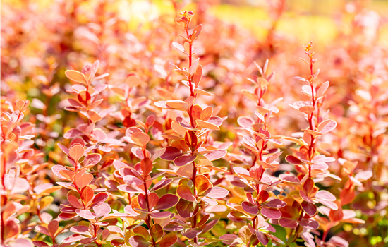 Berberis thunb. 'Orange Sunrise'