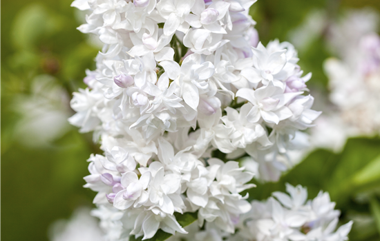 Syringa vulg. 'Mme. Lemoine'