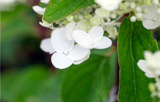 Hydrangea pan. 'Baby Lace'