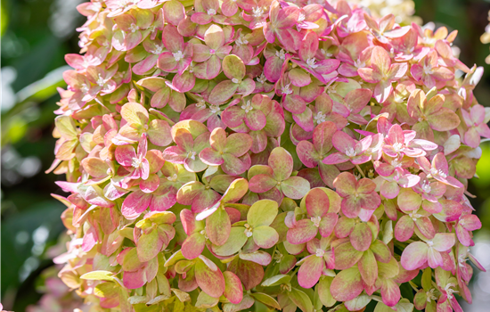 Hydrangea pan. 'Fire Light'