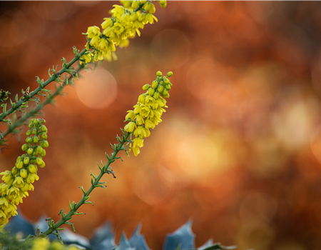 Mahonia media 'Winter Sun'