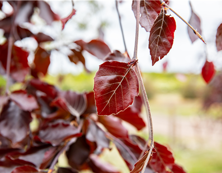 Fagus sylvatica 'Black Swan'