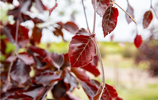 Fagus sylvatica 'Black Swan'