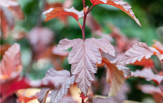 Physocarpus opulifolius 'Little Angel'