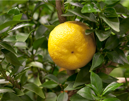 Citrus myrtifolia