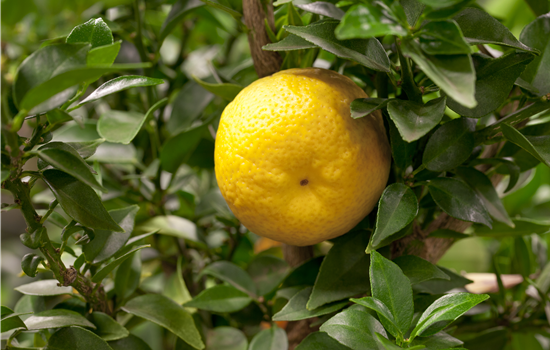 Citrus myrtifolia