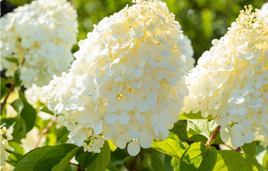 Hydrangea pan. 'Polar Bear'