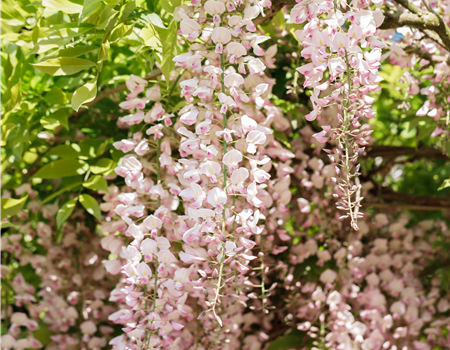 Wisteria floribunda 'Rosea'