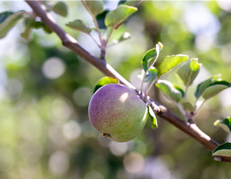 Malus dom. 'Berner Rosenapfel'
