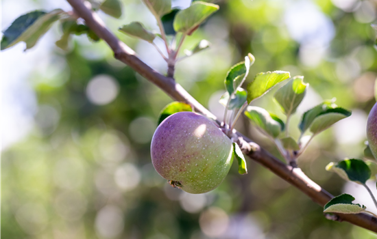 Malus dom. 'Berner Rosenapfel'
