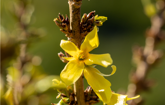 Forsythia int. 'Nimbus'