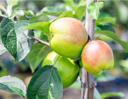 Malus dom. 'Gravensteiner'