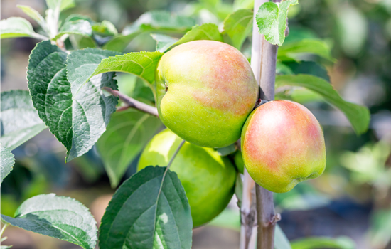 Malus dom. 'Gravensteiner'