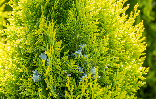 Thuja occidentalis 'King of Brabant'