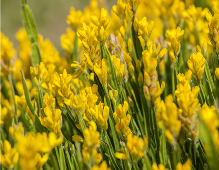 Genista sagittalis