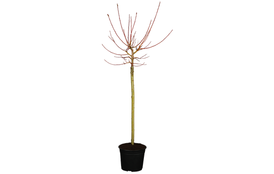 Salix grac. 'Melanostachys'