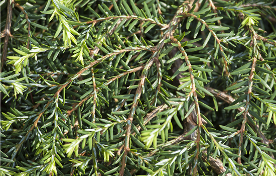 Tsuga canadensis 'Cole'