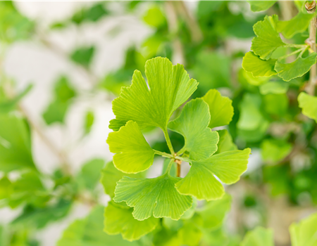 Ginkgo biloba 'Menhir'