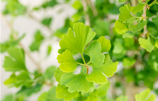 Ginkgo biloba 'Menhir'