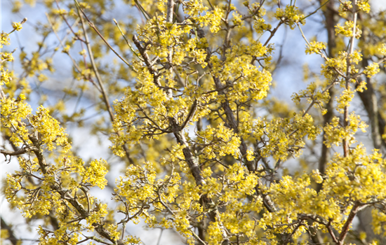 Cornus officinalis