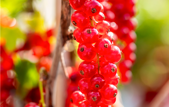 Ribes rubrum 'Rovada'