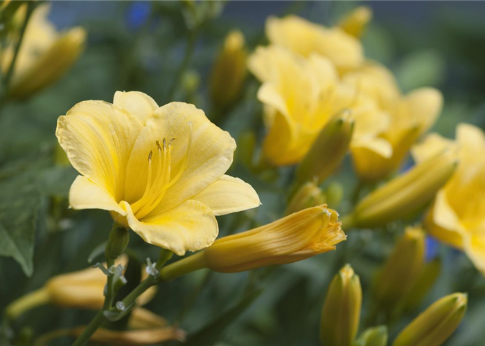 Taglilie EVERYDAYLILY 