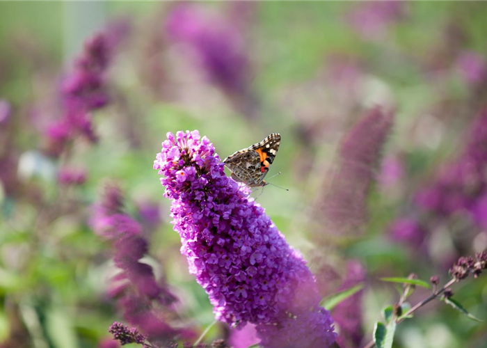 Zwerg-Sommerflieder - BUDDLEJA DAVIDII FREE PETITE® TUTTI FRUTTI