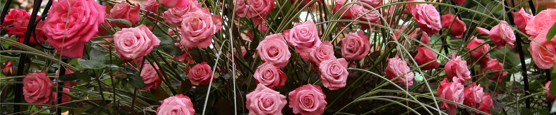 Rosensymphonie 2013 (2)