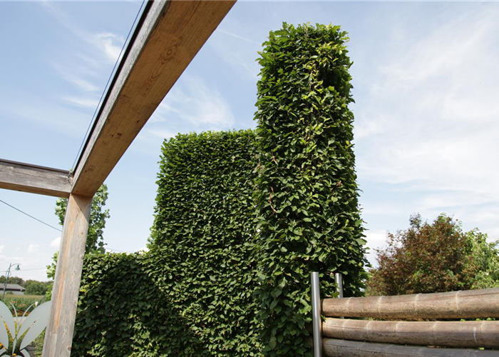 Spalierbäume Spalierbäume