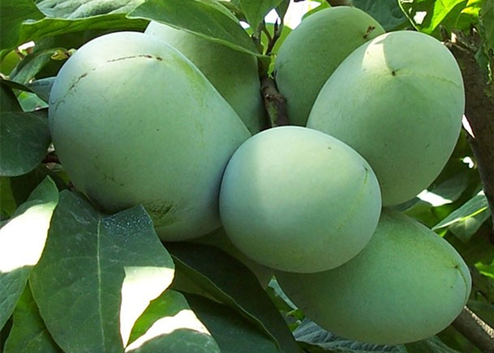 Tropische Früchte-Indianerbanane und Kaki