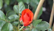 Kletterrose 'Bionda'