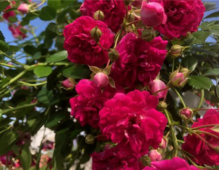 Rosa 'Super Excelsa'