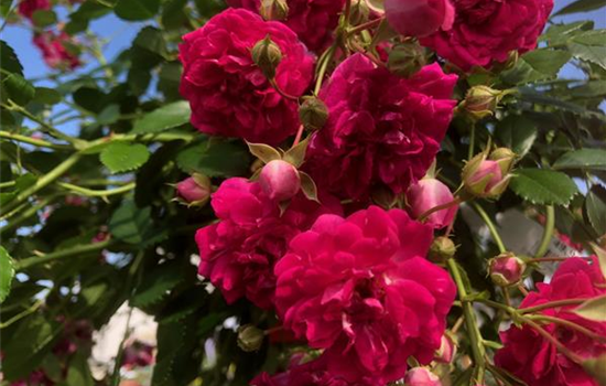 Rosa 'Super Excelsa' Rosa 'Super Excelsa'