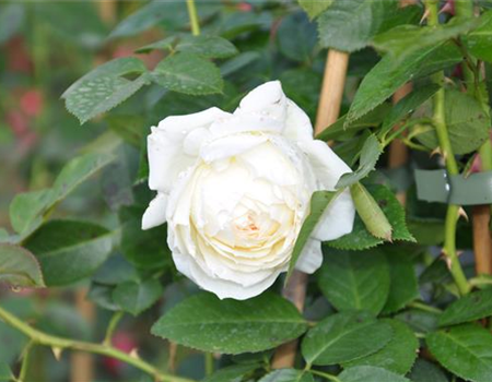 Rosa 'Friedenslicht'