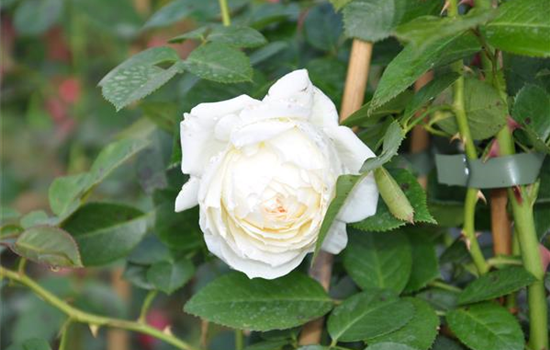 Rosa 'Friedenslicht'
