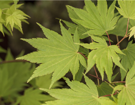 Acer palm. 'Shirasawanum Jordan'
