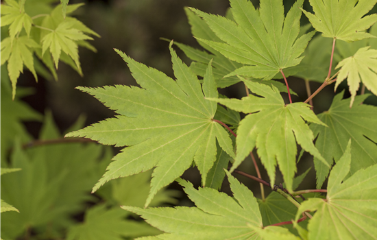 Acer palm. 'Shirasawanum Jordan'