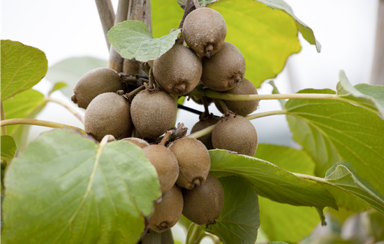Actinidia del. Jenny'