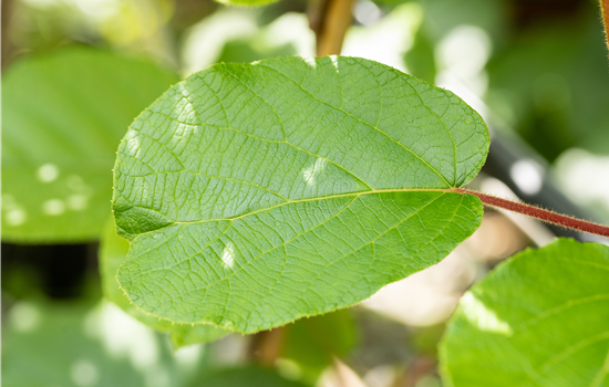 Actinidia del. 'Solissimo'