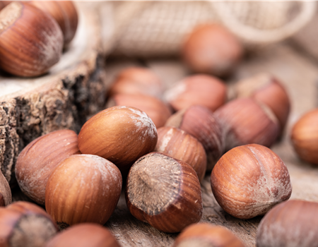 Corylus av. 'Hallesche Riesennuß'
