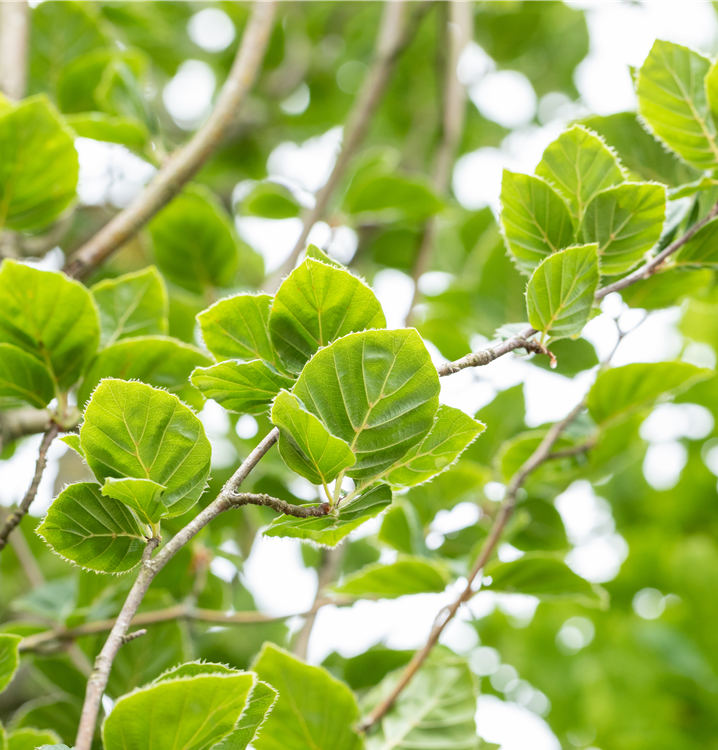 Fagus sylvatica 'Fastigiata' (Dawyck)
