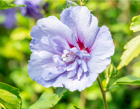Hibiscus syr. 'Blue Chiffon'