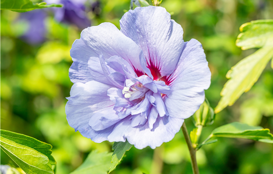 Hibiscus syr. 'Blue Chiffon'