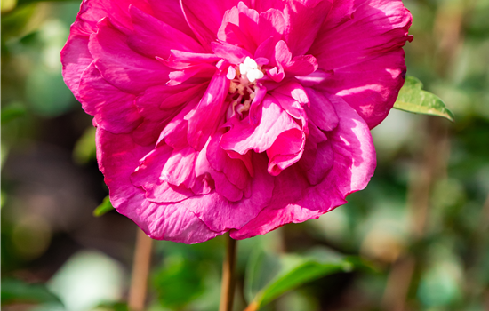 Hibiscus syr. 'Magenta Chiffon'