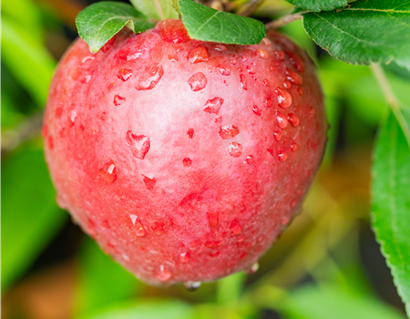 Malus dom. 'Baya Marisa'