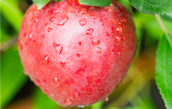 Malus dom. 'Baya Marisa'